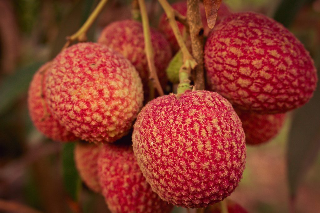 lychee fruit